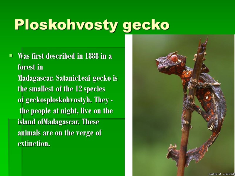Ploskohvosty gecko  Was first described in 1888 in a forest in Madagascar. SatanicLeaf